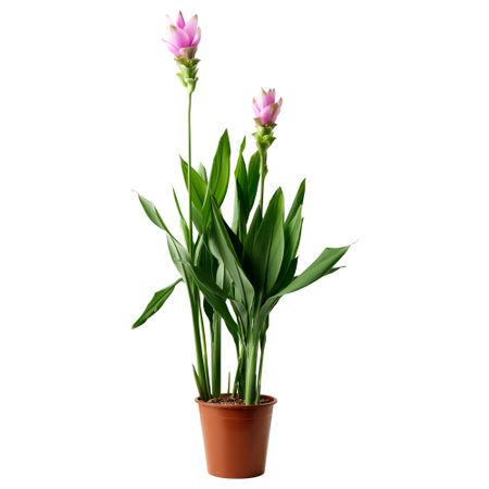 Растение в горшке CURCUMA, Сиамский тюльпан, розовый (19 см)