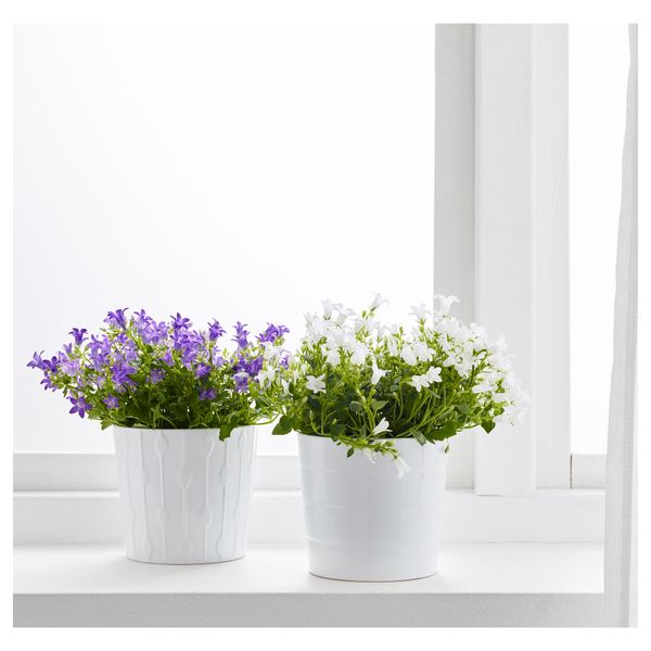 Растение в горшке IKEA CAMPANULA PORTENSCHLAGIANA 705.930.79 - фото 2