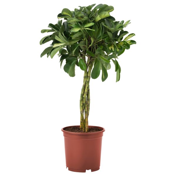 Растение в горшке FICUS MICROCARPA MOCLAME (17 см) - фото 3