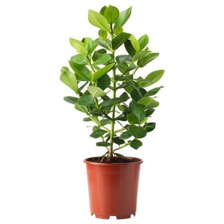 Растение в горшке 24 см IKEA CLUSIA КЛУЗИЯ 005.158.48