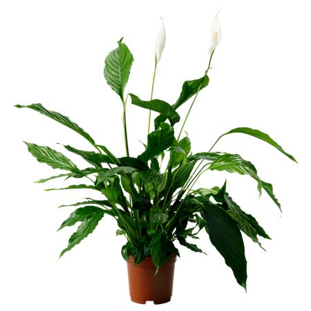 Растение в горшке SPATHIPHYLLUM, Спатифиллум (17 см)