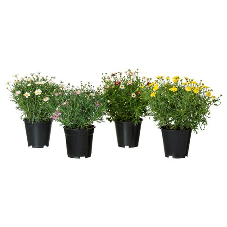Растение в горшке IKEA ARGYRANTHEMUM FRUTESCENS 605.923.77