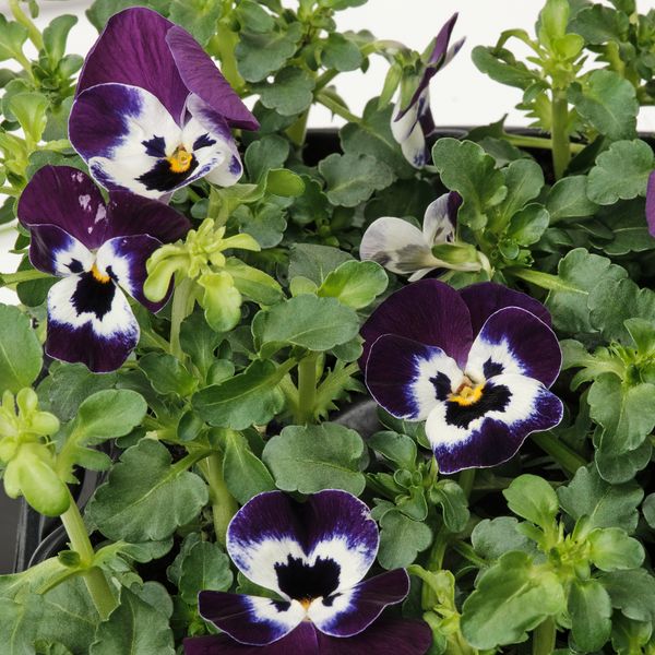 IKEA, дополнительный ракурс - схема-чертеж с размерами