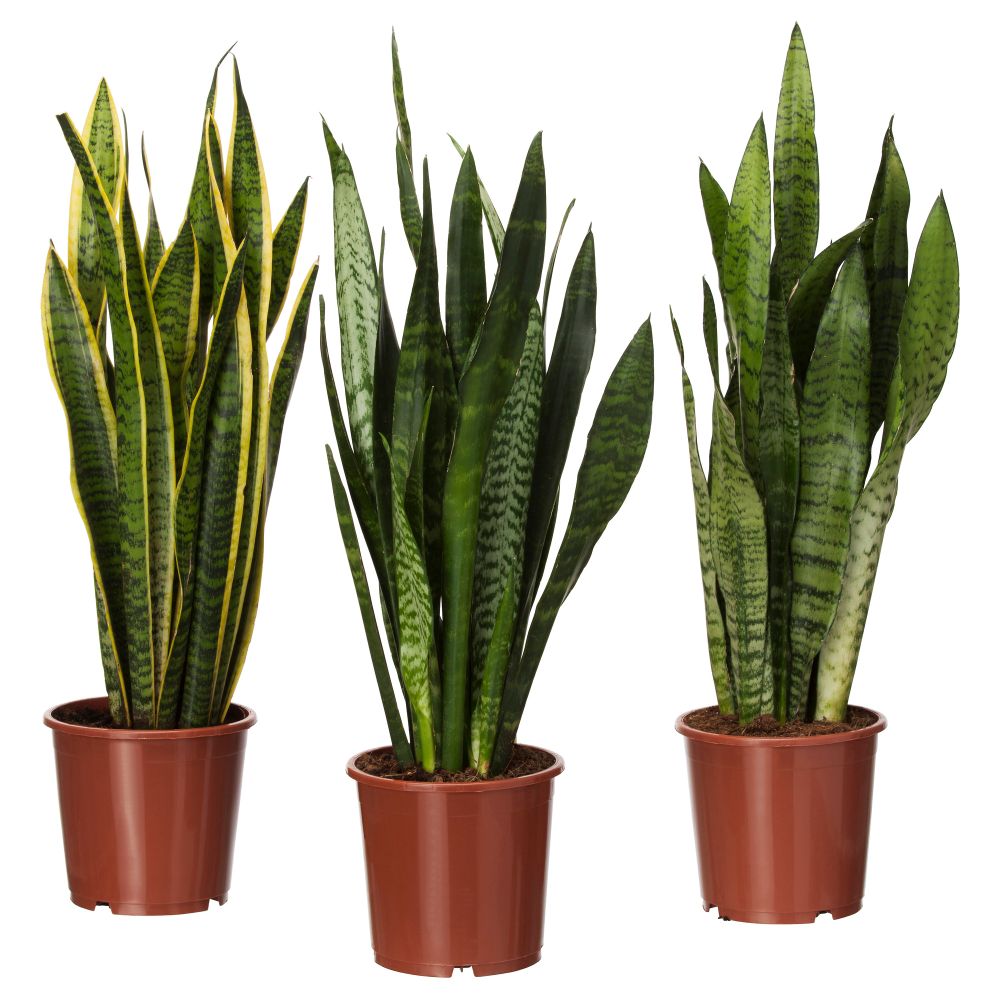 Растение в горшке SANSEVIERIA TRIFASCIATA, Сансеверия трехполосая, различные растения (17 см) - схема-чертеж с размерами
