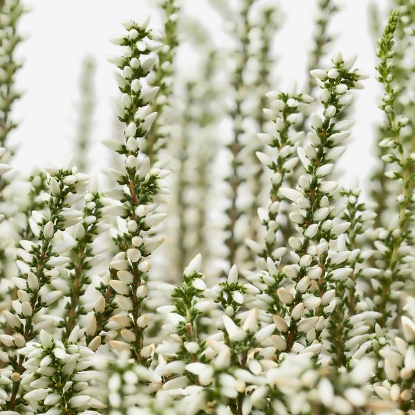 Растение в горшке, вереск, разные цвета, 13 см IKEA CALLUNA 905.822.92 - схема-чертеж с размерами