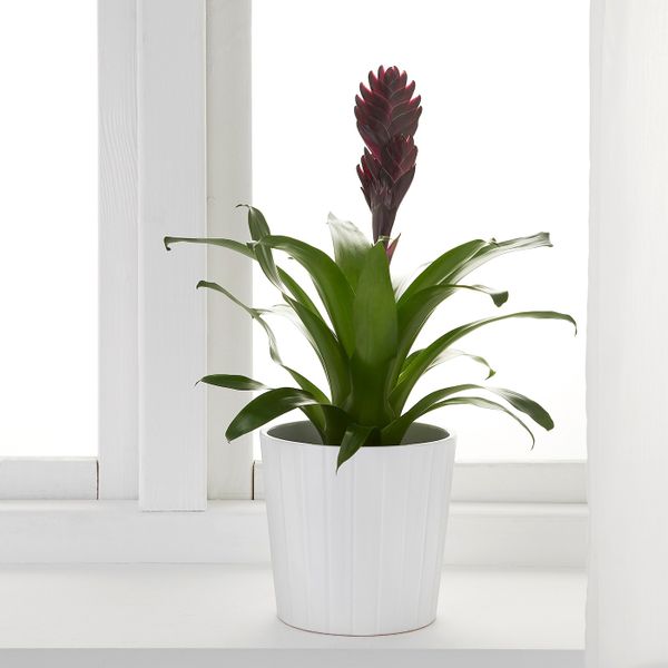 Растение в горшке, Бромелия/различные растения 12 см IKEA BROMELIACEAE БРОМЕЛИЯ 903.808.97 - фото 5