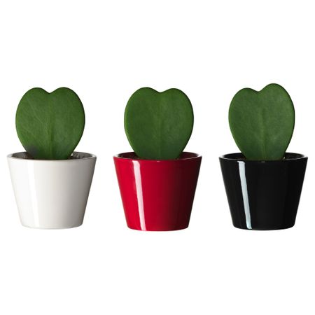 Комнатное растение в горшке HOYA KERRII, разные цвета (8 см)