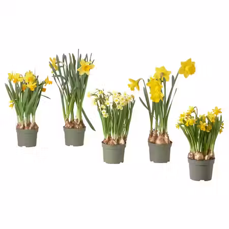 NARCISSUS Растение в горшке - различные растения/нарцисс 12 см