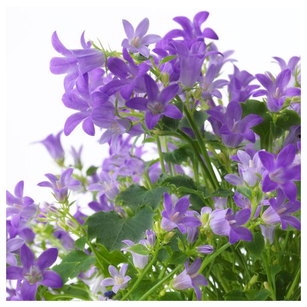 Растение в горшке CAMPANULA PORTENSCHLAGIANA, колокольчик (10.5 см) - фото 4