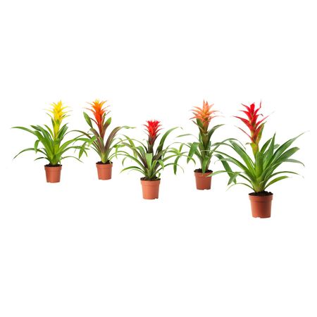 Растение в горшке, Бромелия/различные растения 12 см IKEA BROMELIACEAE БРОМЕЛИЯ 903.808.97