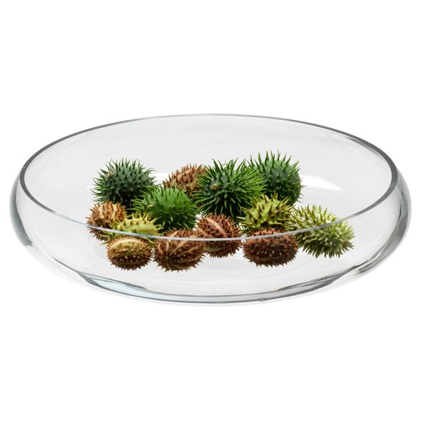 Растение CUCUMIS - фото 2