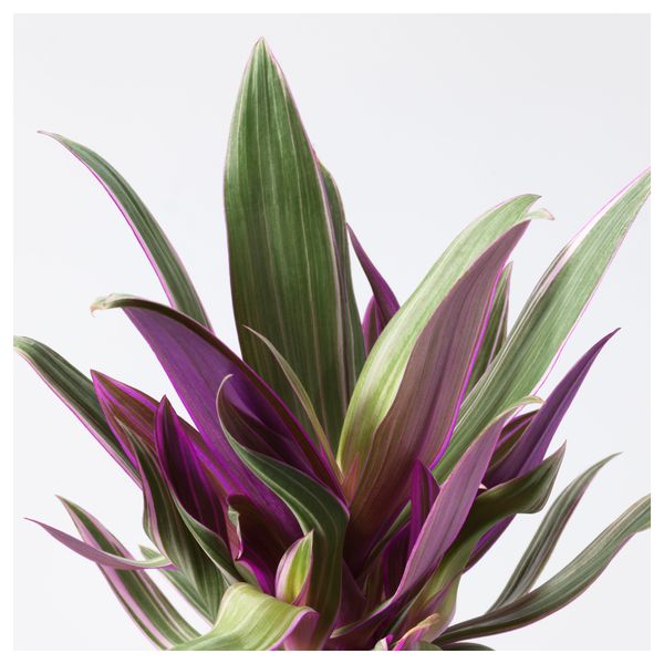 Растение в горшке ТРАДЕСКАНЦИЯ, различные растения (12 см) - схема-чертеж с размерами