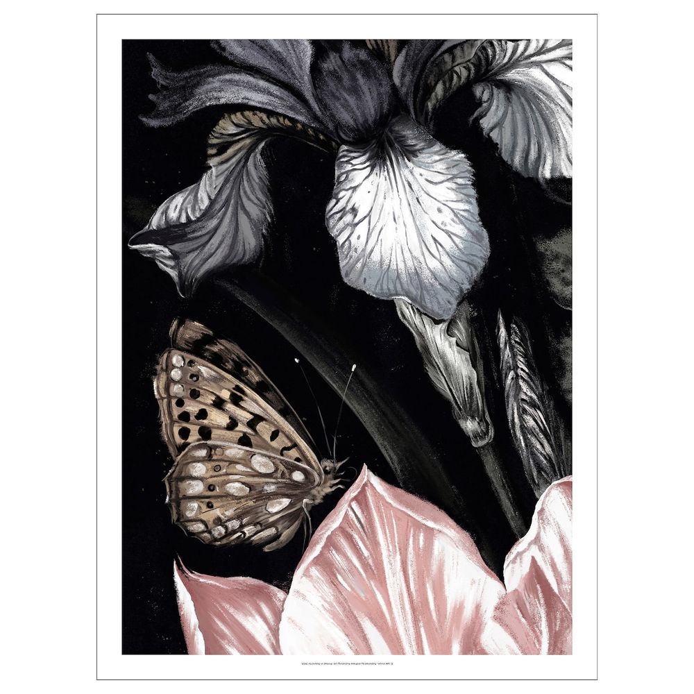 Картина, Бабочка 50x70 см IKEA ПЬЕТТЕРИД 404.482.01 - схема-чертеж с размерами