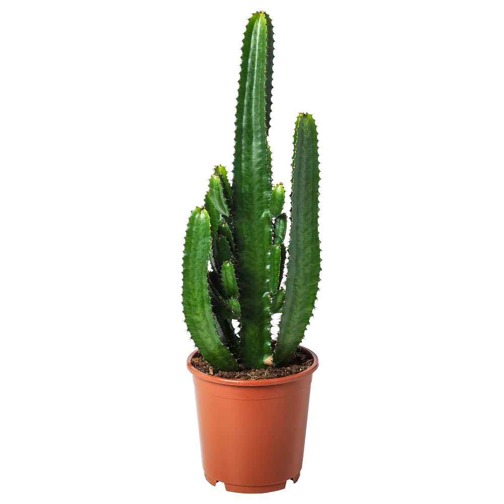 Растение в горшке, 24 см IKEA EUPHORBIA ACRURENSIS 401.448.84 - фото 1