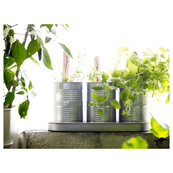 Набор для выращивания рассады ФРОЭР, травы кориандр, душица чабрец - фото 3