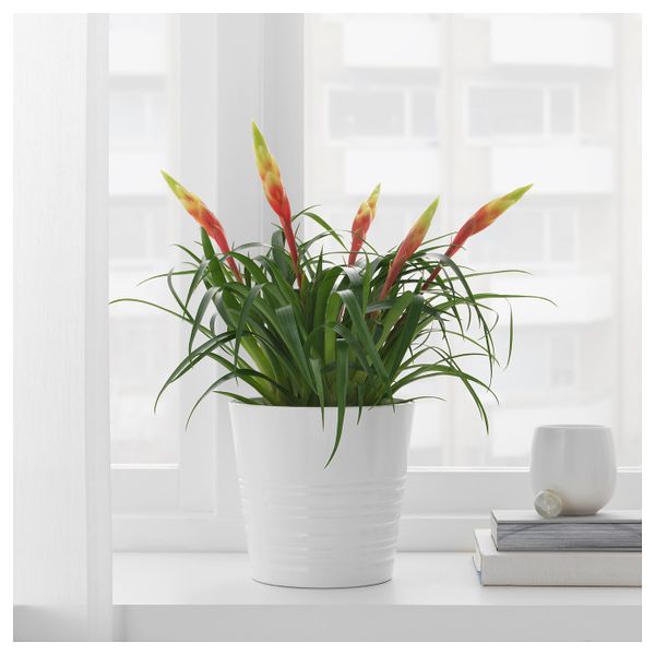 Растение в горшке 12 см IKEA ВРИЕЗИЯ 304.284.06 - фото 2