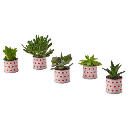 Комнатное растение в горшке СУККУЛЕНТЫ, различные растения (6 см)