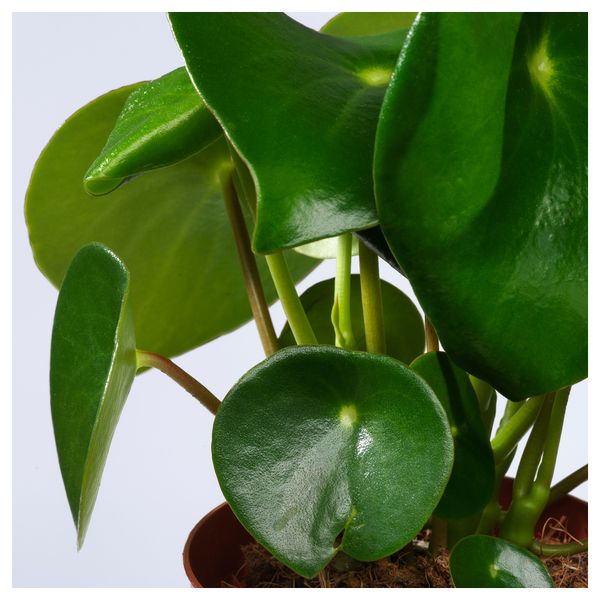 Растение в горшке LIVISTONA ROTUNDIFOLIA, Ливистона (12 см) - схема-чертеж с размерами