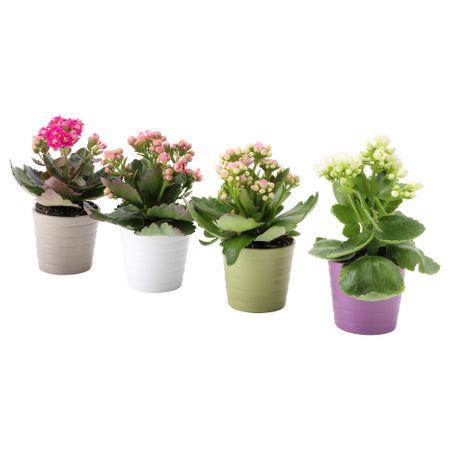 Комнатное растение в горшке KALANCHOE, Каланхоэ разные цвета (6 см)