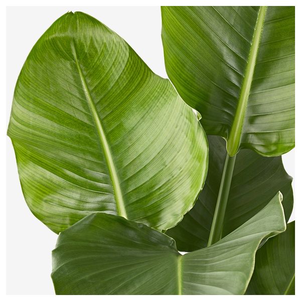 Растение в горшке СТРЕЛИЦИЯ, Стрелиция (19 см) - фото 2