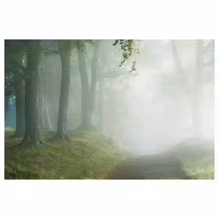 BILD Постер - Лесная дорога 91x61 см