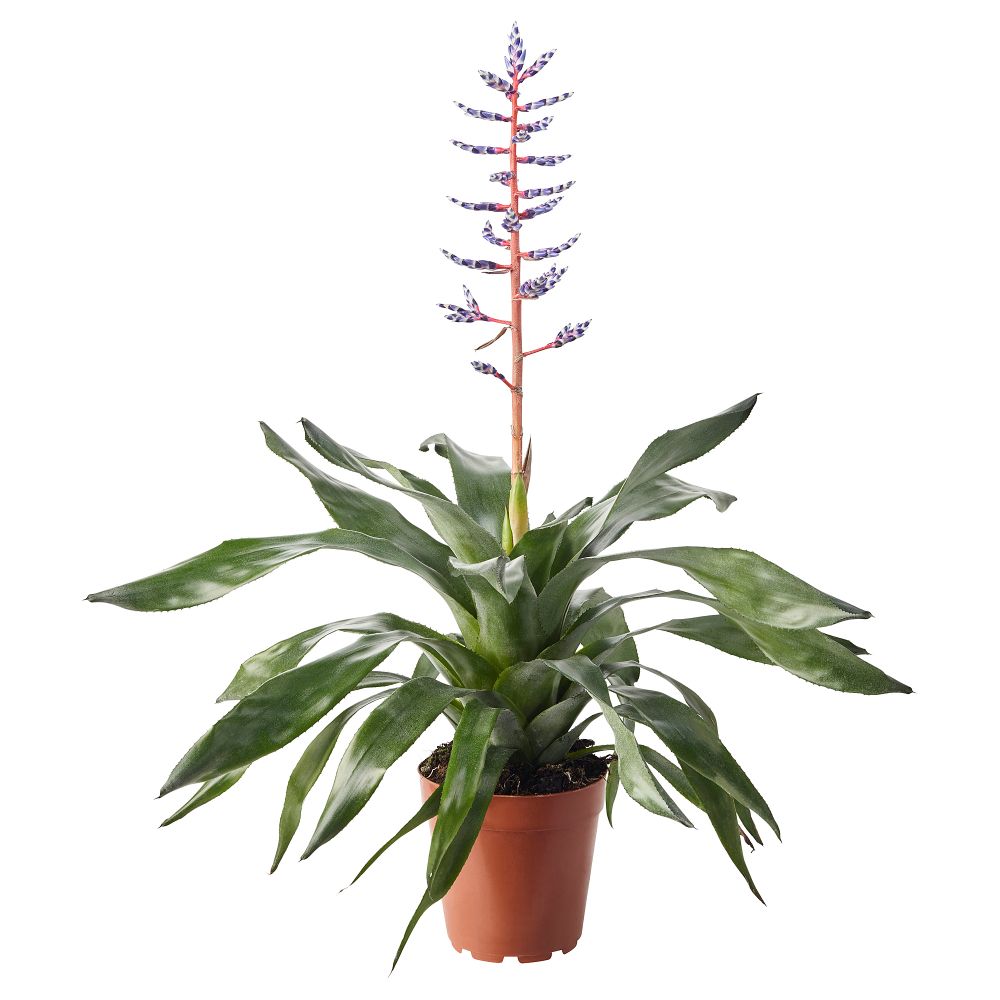 Растение в горшке ЭХМЕЯ (15 см) - фото 1