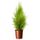 Растение в горшке CUPRESSUS MACROCARPA, кипарис (24 см)
