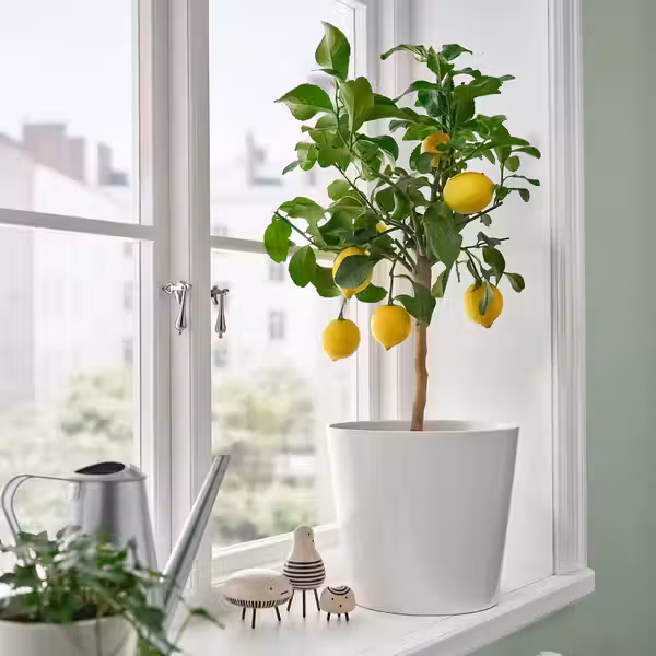 CITRUS Растение в горшке - лимон различные растения 19 см - фото 3