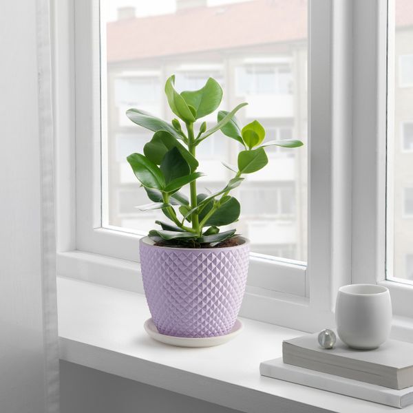 Горшок цветочный, светло-сиреневый 15 см IKEA PALSTERNACKA ПАЛСТЕРНАККА 404.659.93 - фото 2