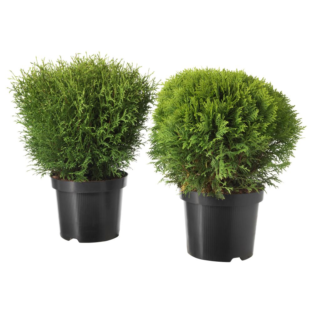 Растение в горшке ТУЯ, Thuja различные растения (26 см) - фото 1