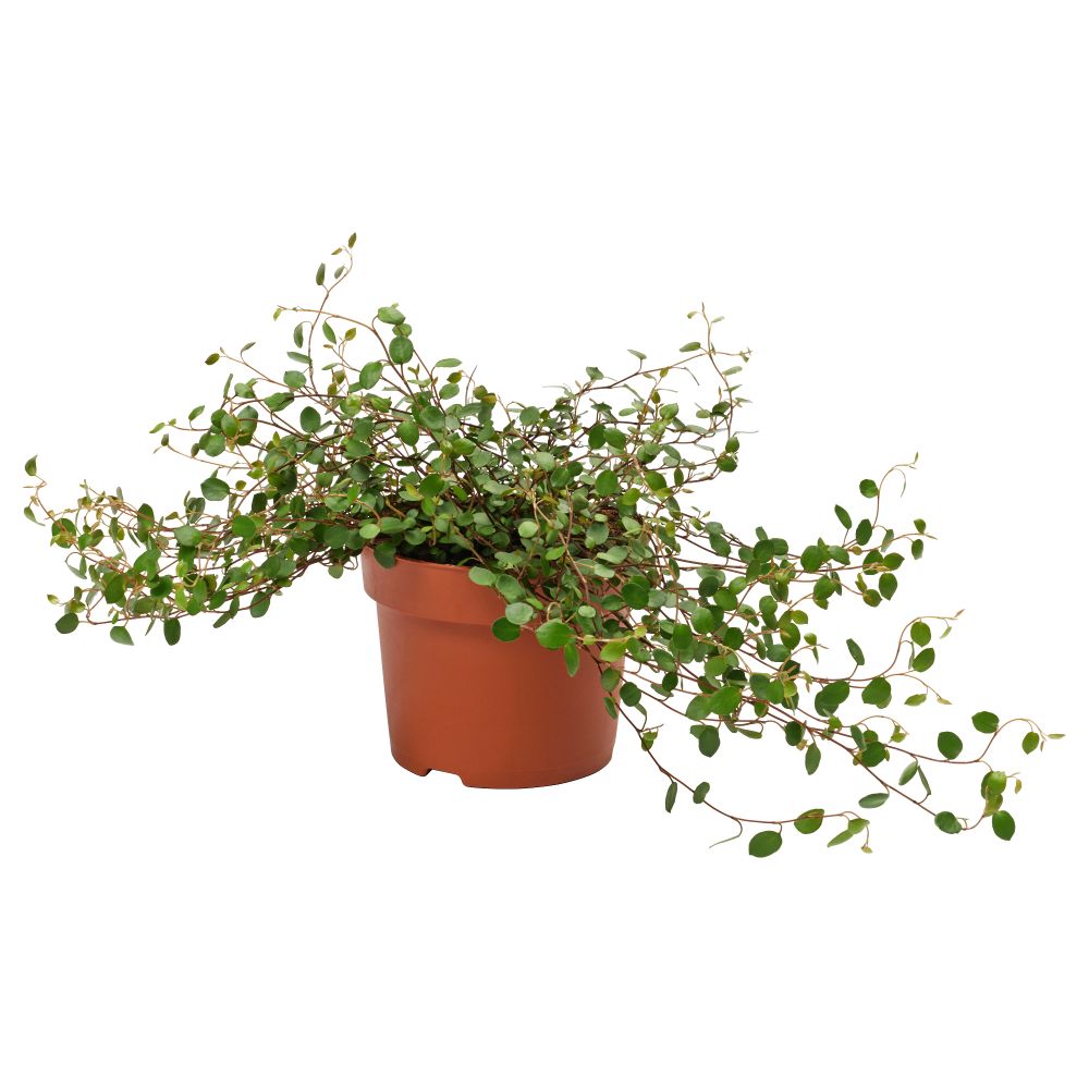 Растение в горшке MUEHLENBECKIA, Мюленбекия (12 см) - фото 1