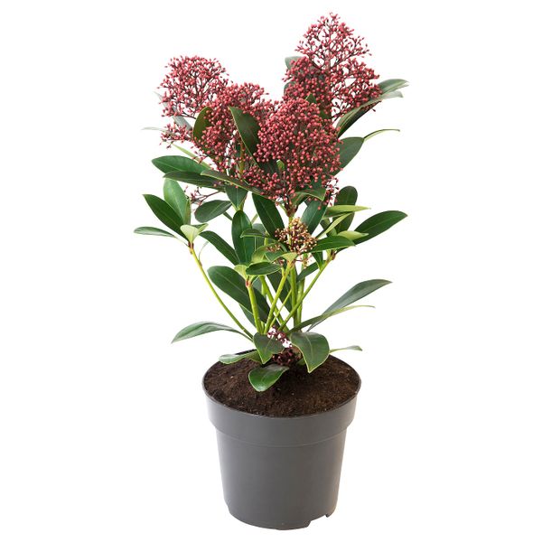 Растение в горшке 13 см IKEA SKIMMIA JAPONICA RUBELLA СКИММИЯ 404.774.01 - фото 1