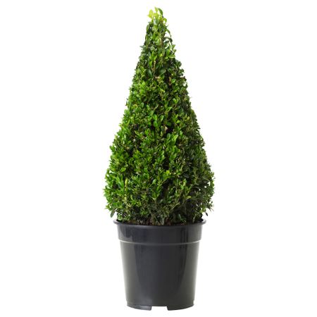 Растение в горшке BUXUS SEMPERVIRENS, самшит, пирамидальный (21 см)