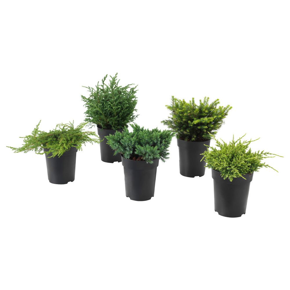 Растение в горшке КОНИФЕРМИКС, различные растения (15 см) - схема-чертеж с размерами