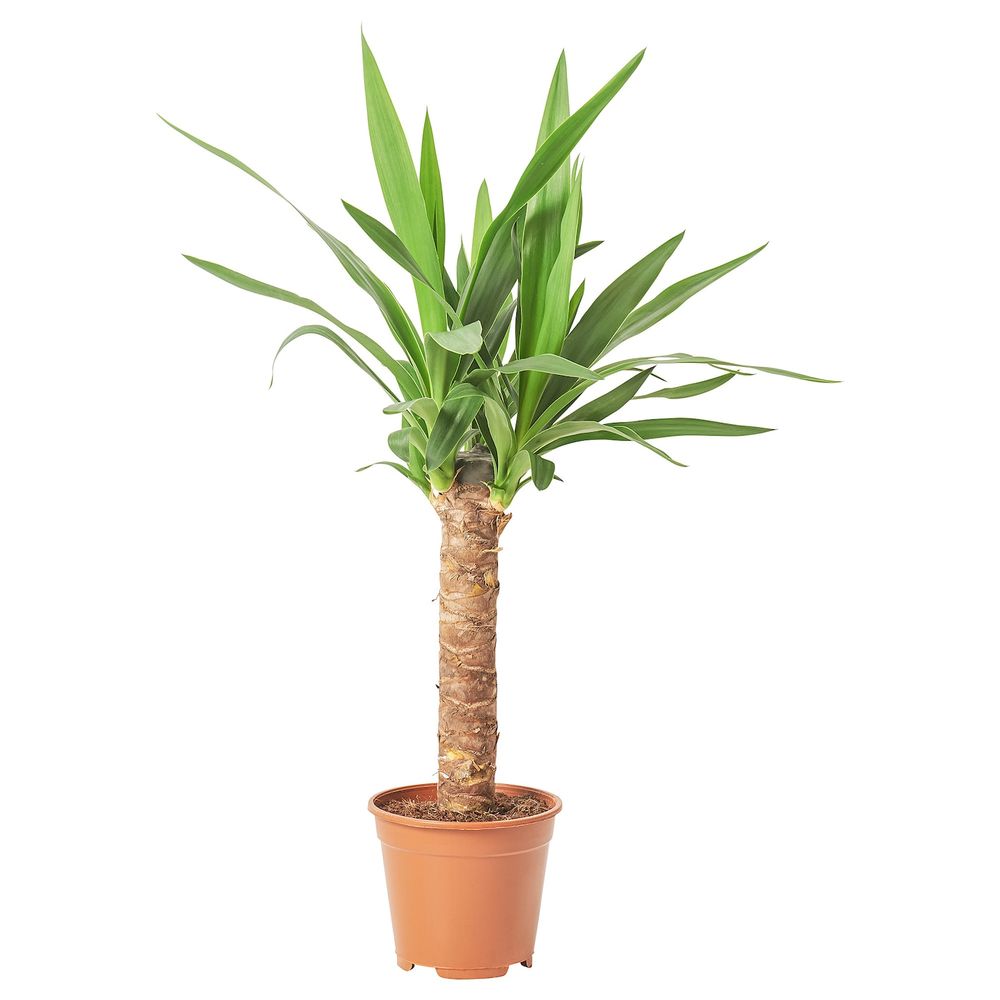 Растение в горшке 14 см IKEA YUCCA ELEPHANTIPES ЮККА СЛОНОВАЯ 505.009.34 - схема-чертеж с размерами