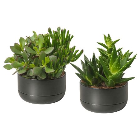 Комнатное растение в горшке, Суккулент черный, 14 см IKEA SUCCULEN ЛЕНT СУККУЛЕНТЫ 505.463.76