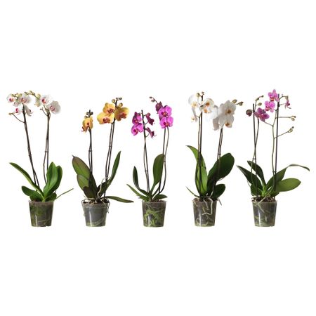 Растение в горшке PHALAENOPSIS, Орхидея, 2 стебля (12 см)