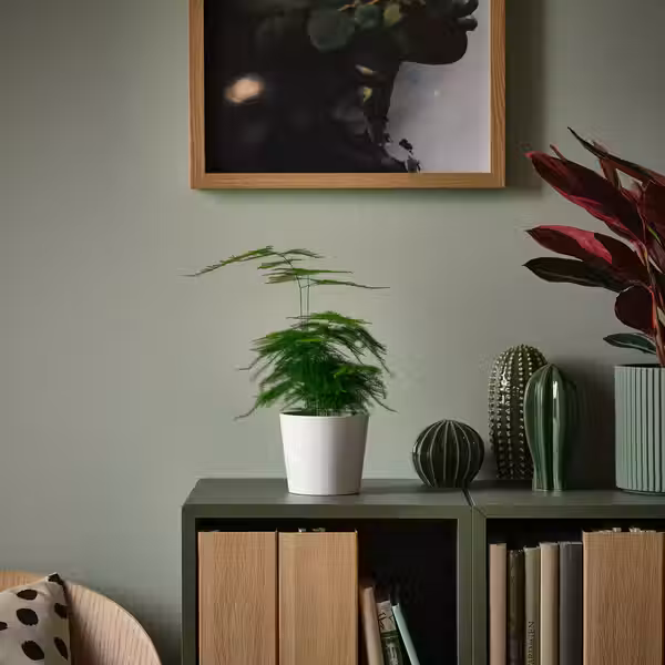 ASPARAGUS SETACEUS АСПАРАГУС Растение в горшке - Кружевной папоротник 9 см - фото 2