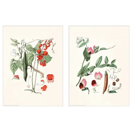 Постер, Растения 30x40 см IKEA BILD БИЛЬД 104.860.96