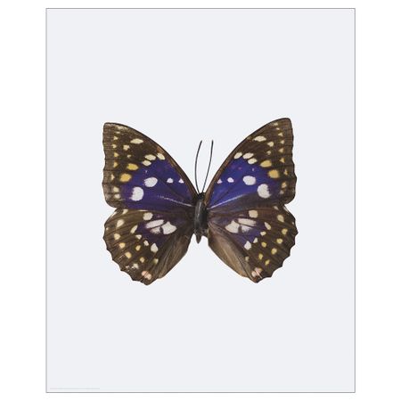 Постер БИЛЬД, Бабочка (40x50 см)