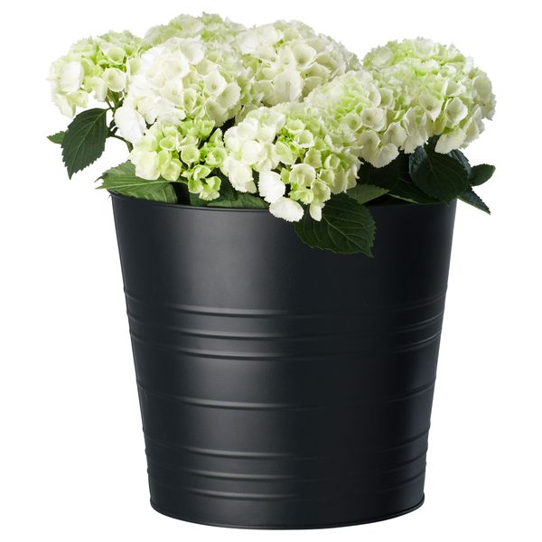 Растение в горшке HYDRANGEA, Гидрангея (15 см) - фото 2