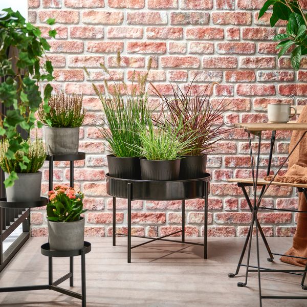 Растение в горшке, Фонтанная трава, 17 см IKEA PENNISETUM 605.923.82 - схема-чертеж с размерами