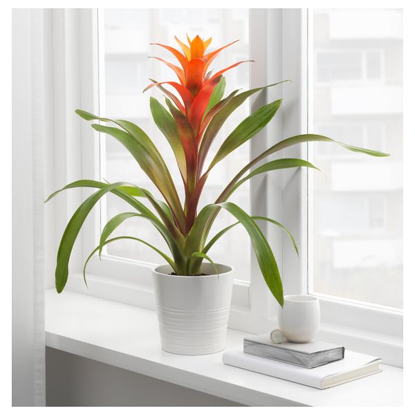 Растение в горшке, Бромелия/различные растения 12 см IKEA BROMELIACEAE БРОМЕЛИЯ 903.808.97 - фото 2