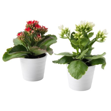 Комнатное растение в горшке KALANCHOE, Каланхоэ разные цвета (6 см)