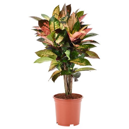 Растение в горшке, кротон 19 см IKEA CODIAEUM КОДИЕУМ 404.085.54