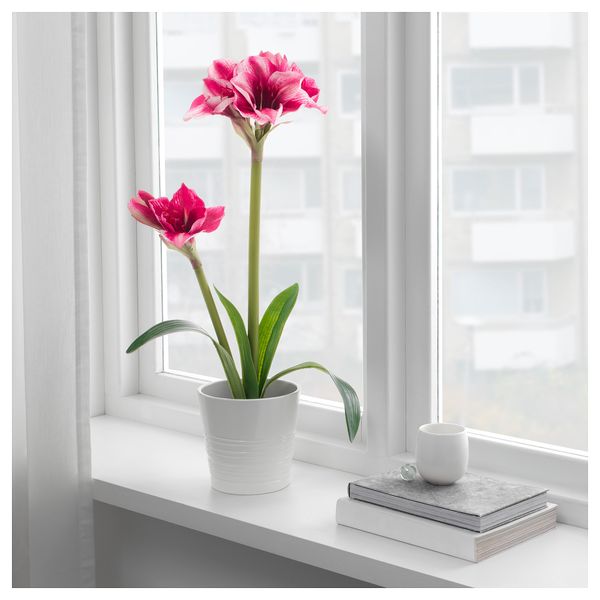 Искусственное растение в горшке ФЕЙКА, Амариллис розовый (12 см) - фото 2