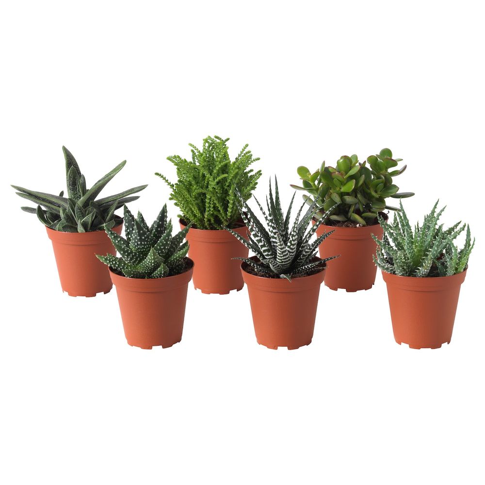 Растение в горшке, различные растения 9 см IKEA SUCCULENT СУККУЛЕНТЫ 103.719.67 - фото 1