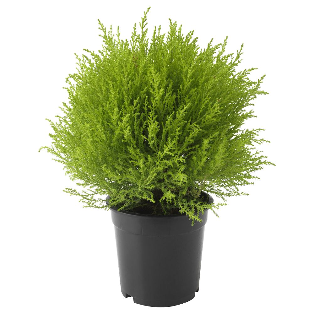 Растение в горшке CUPRESSUS MACROCARPA, кипарис, шар (17 см) - фото 1
