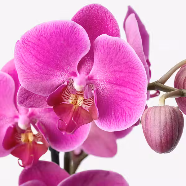 PHALAENOPSIS Растение в горшке - фото 6