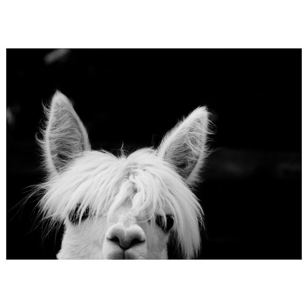 Картина, Любопытный 70x50 см IKEA PJÄTTERYD ПЬЕТТЕРИД 405.076.86 - фото 1